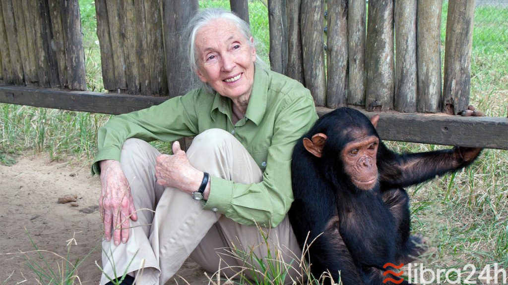 Jane Goodall - Một nhà linh trưởng học. Quỹ Jane Goodall Foundation được thành lập mang tên bà để giúp bảo vệ các loài linh trưởng rừng sâu.